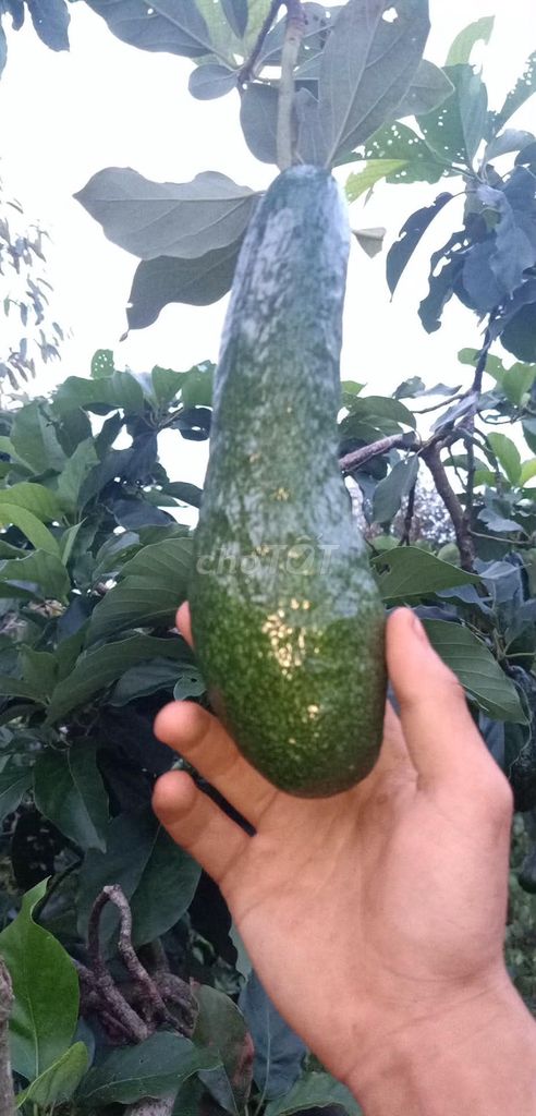 Bơ 034 Đắk Nông Xanh 2-3 quả/kg. Mua bán Đồ ăn, thực phẩm và các loại khác tại Quận 8 Tp Hồ Chí Minh được đăng bởi Trung Ngo hình 1