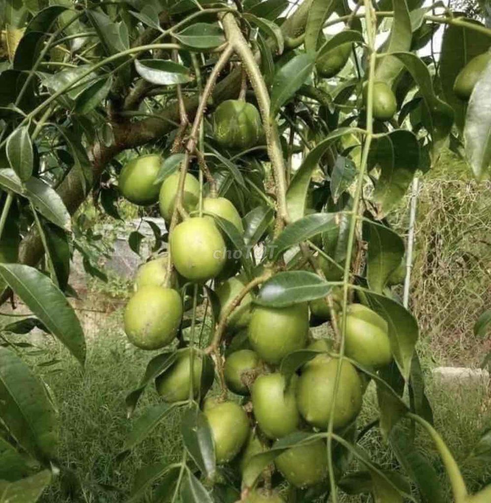 Cây giống Cóc Thái siêu lùn. Mua bán Cây cảnh, đồ trang trí tại Huyện Cái Bè Tiền Giang được đăng bởi Võ Minh Luân hình 1