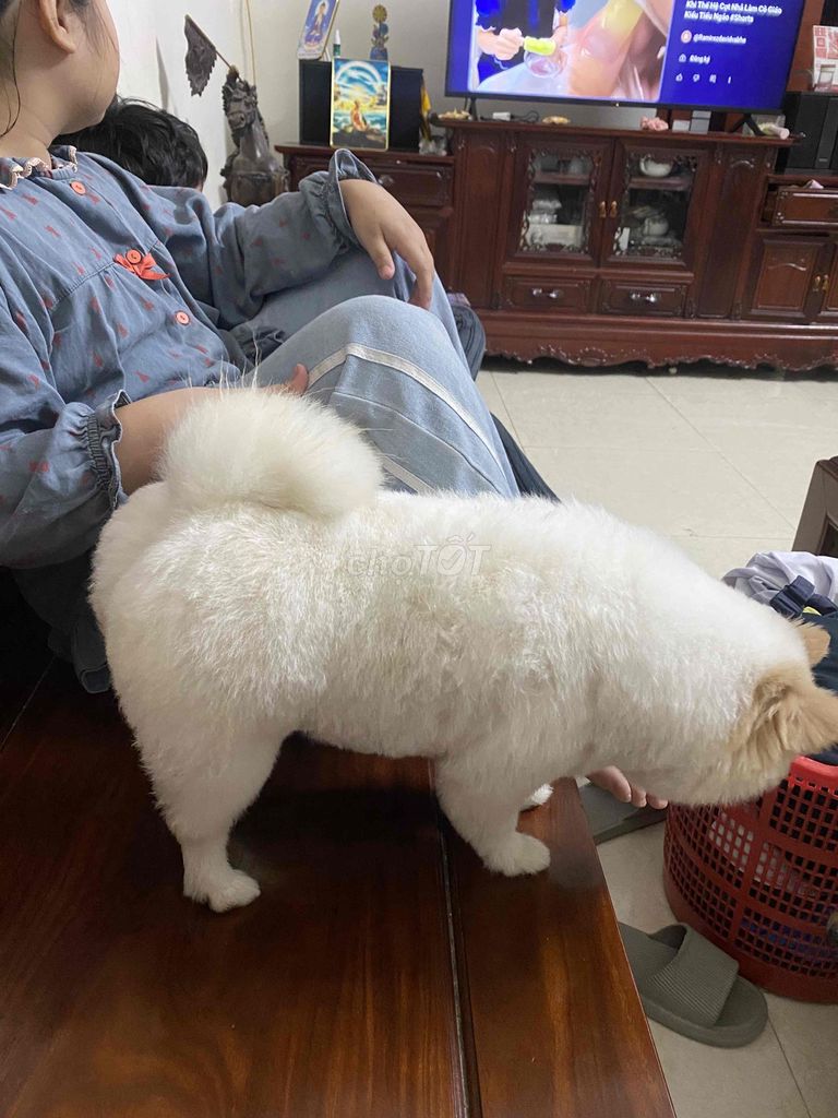 Chó Phốc Sóc cái 18 tháng đang mang bầu. Mua bán Chó tại Huyện Đan Phượng Hà Nội được đăng bởi Bố Cu Mỡ hình 1