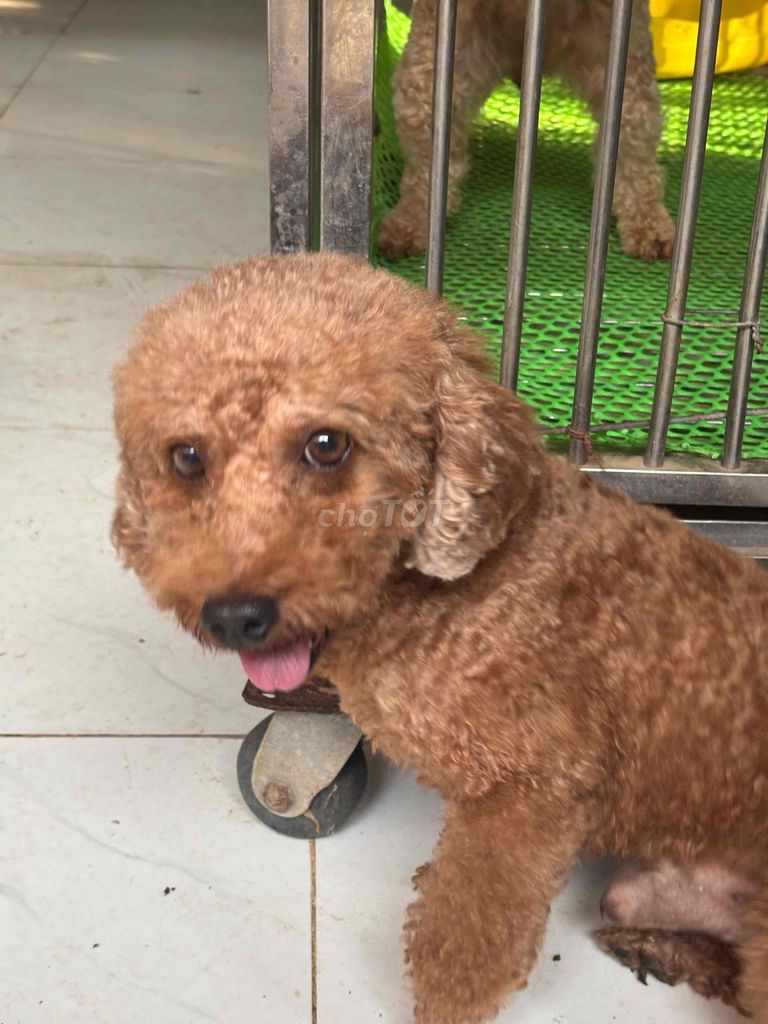Chó Poodle đực hơn 3 tuổi màu Nâu. Mua bán Chó tại Huyện Châu Thành Tây Ninh được đăng bởi Ngà Nguyễn Thị Ngọc hình 4