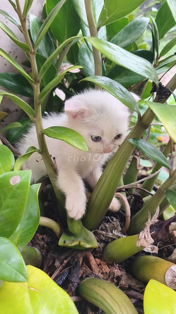 Mèo Anh lai . Mua bán Mèo tại Quận 8 Tp Hồ Chí Minh được đăng bởi Chihuahua nhà ZoZo hình 1
