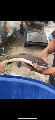 Cá trê Hồng vĩ size vừa. Mua bán Thú cưng khác tại Huyện Củ Chi Tp Hồ Chí Minh được đăng bởi hải tượng long giá rẻ