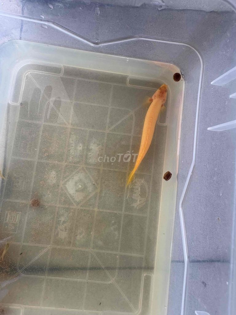 Cá cửu sừng Albino 11-12cm. Mua bán Thú cưng khác tại Quận Cẩm Lệ Đà Nẵng được đăng bởi Nguyên Nguyễn hình 1