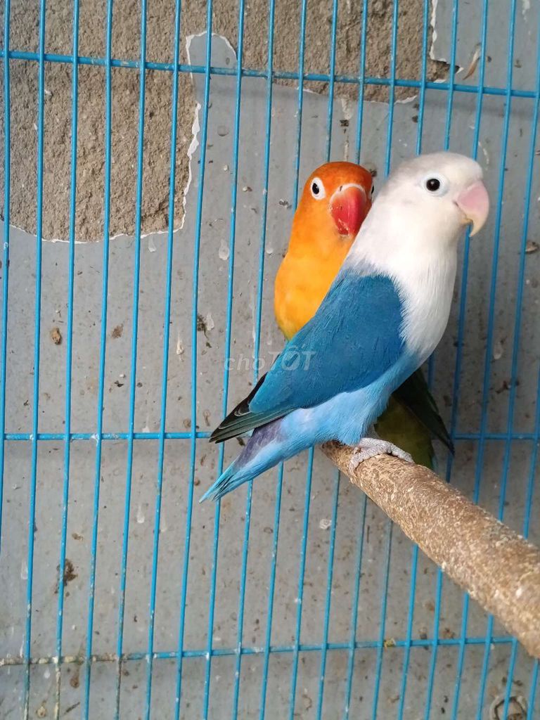 Chim Lovebird trống mái nhiều màu. Mua bán Chim tại Huyện Đức Trọng Lâm Đồng được đăng bởi ĐẶNG XUÂN HOÀI hình 1