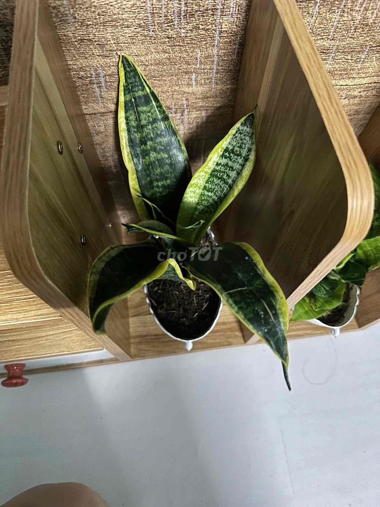 Cây lưỡi hổ dễ chăm sóc màu xanh vàng giá 69k. Mua bán Cây cảnh, đồ trang trí tại Quận Bình Thuỷ Cần Thơ được đăng bởi Đoan thuy hình 1