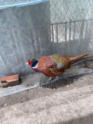 TRĨ XANH ĐỎ. Mua bán Chim tại Huyện Đức Hòa Long An được đăng bởi Phong