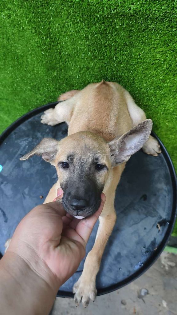 Chó Phú Quốc Vàng Bò. Mua bán Chó tại Quận 12 Tp Hồ Chí Minh được đăng bởi Penta Store hình 4