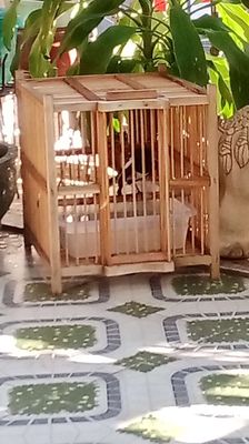 Chim bổi 3 tháng lồng hót nhiều dạn 80%. Mua bán Chim tại Quận 3 Tp Hồ Chí Minh được đăng bởi Hùng