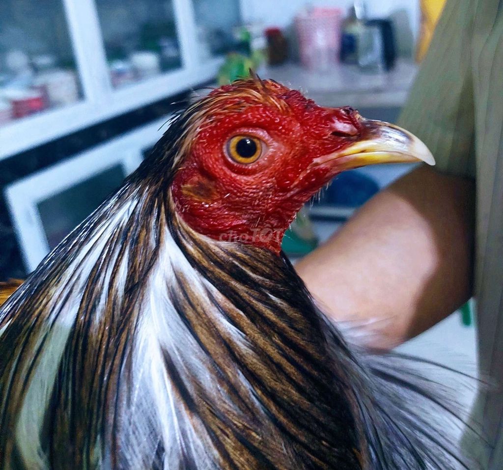 Tre nọc mỹ 1kg4 tay mot cục. Ko tat lỗi 😘