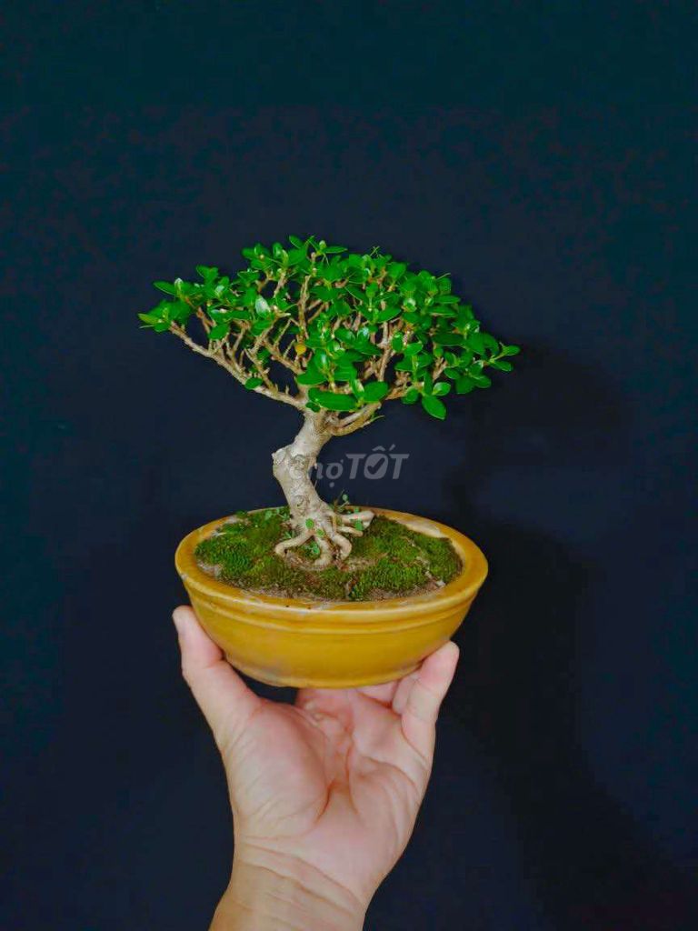 Cây Sam Hương bonsai cao 15cm