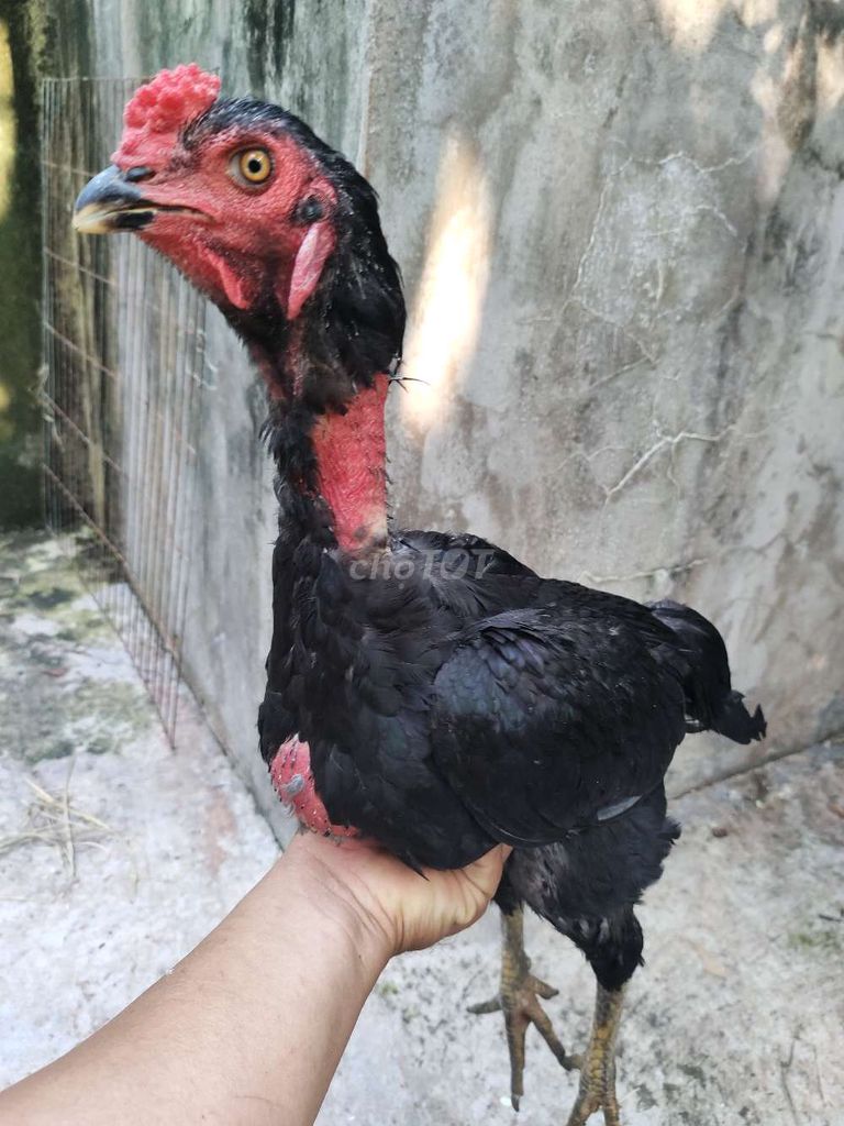 Gà đòn Ô Tơ 2.6kg. Mua bán Gà tại Quận 1 Tp Hồ Chí Minh được đăng bởi Ngọc Thạch hình 1