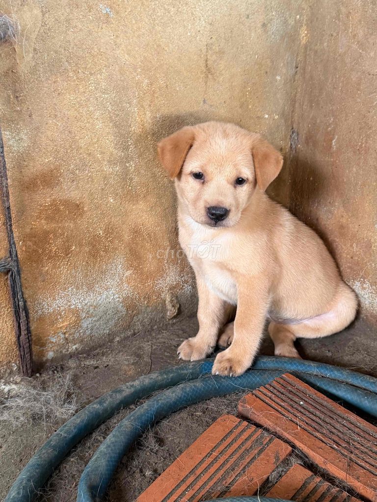 Chó con Vàng, đen. Mua bán Chó tại Huyện Cờ Đỏ Cần Thơ được đăng bởi Thien Phuc nguyen hình 1