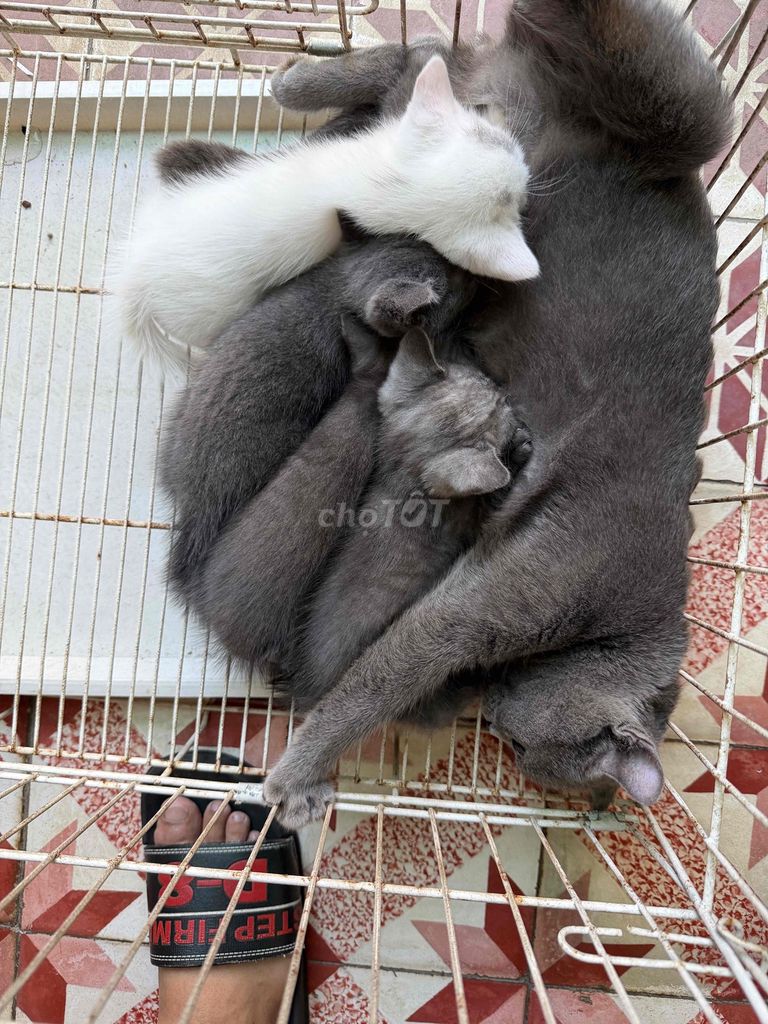 Mèo Anh lông ngắn đực 2 tháng. Mua bán Mèo tại Thành phố Huế Thừa Thiên Huế được đăng bởi Hoàng hình 1