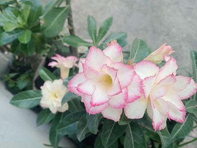 Nhận dạy kèm tiếng Anh - Luyện thi. Dịch vụ tại Quận 12 Tp Hồ Chí Minh được đăng bởi Huyền Diệu  camera 