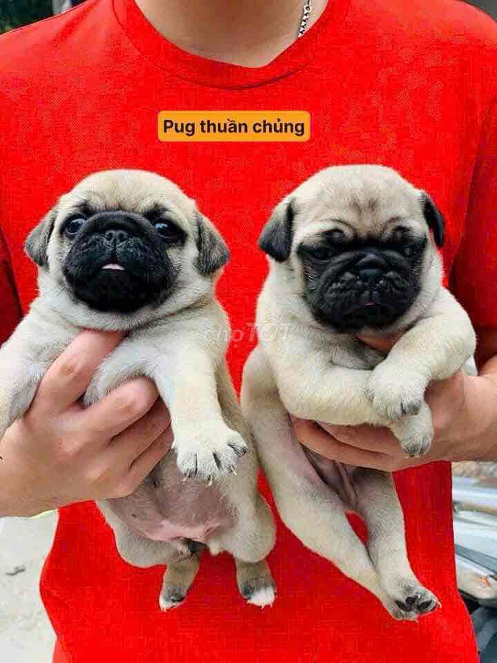 đàn pug thuần nhà đẻ đã tiêm ngừa và xổ giun. Mua bán Chó tại Quận Bình Tân Tp Hồ Chí Minh được đăng bởi chó cảnh nhà đẻ  hình 2