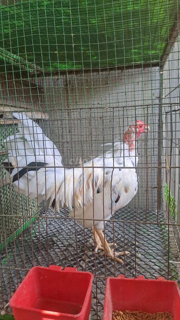 Gà bướm cuban 1kg4. Mua bán Gà tại Quận Bình Tân Tp Hồ Chí Minh được đăng bởi Lenguyenminhanh hình 1