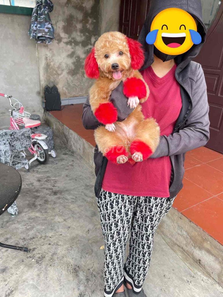 cai tơ xinh đẹp Biết vâng lời. Mua bán Chó tại Thành phố Bến Tre Bến Tre được đăng bởi bm hình 1