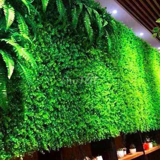 Thảm cỏ Tai Chuột có hoa Xanh non 40x60cm. Mua bán Cây cảnh, đồ trang trí tại Huyện Gia Lâm Hà Nội được đăng bởi Nguyễn Thu Tuyết hình 1