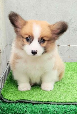 Chó Corgi. Mua bán Chó tại Quận Hoàng Mai Hà Nội được đăng bởi Lê Thị Hằng