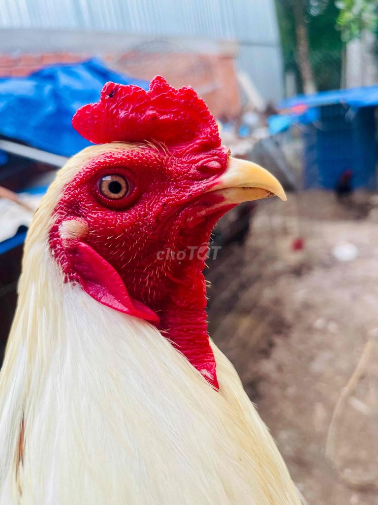 Gà chọi Trắng 2.65kg. Mua bán Gà tại Huyện Châu Thành Bến Tre được đăng bởi Gà giá tâm trung hình 1