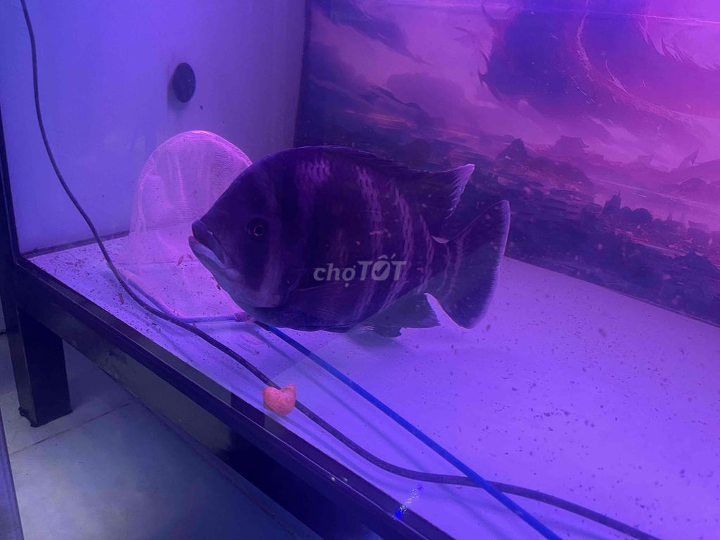 Cá Hoàng Tử Châu Phi Gần 40cm. Mua bán Thú cưng khác tại Quận Bình Tân Tp Hồ Chí Minh được đăng bởi Phương hình 1