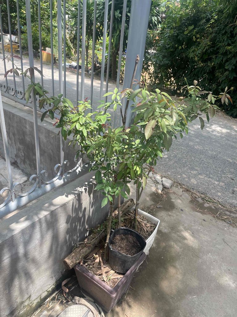 Cây bông giấy 2 màu dáng tròn. Mua bán Cây cảnh, đồ trang trí tại Thành phố Long Xuyên An Giang được đăng bởi Nobita hình 1