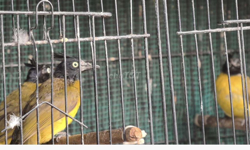 Chim chào mào núi. Mua bán Chim tại Huyện Bình Chánh Tp Hồ Chí Minh được đăng bởi Thành Ngọc hình 1