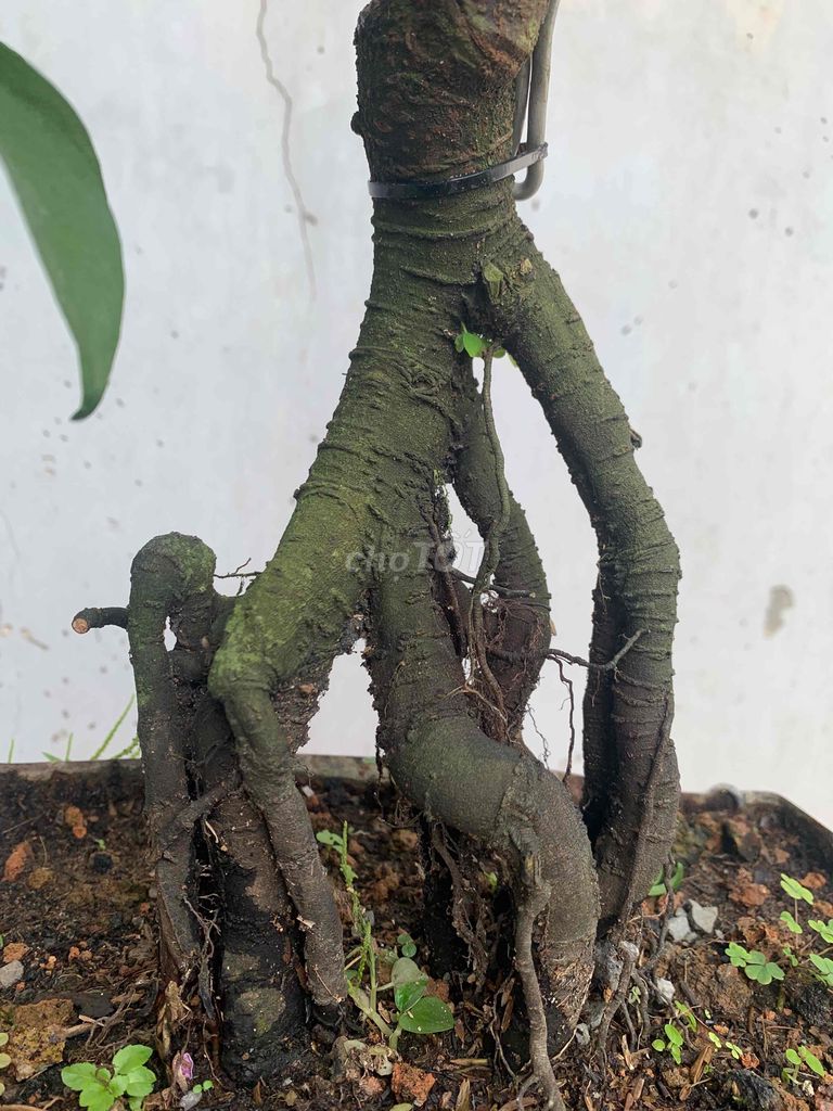 khế nhật bonsai chơi tết 2025