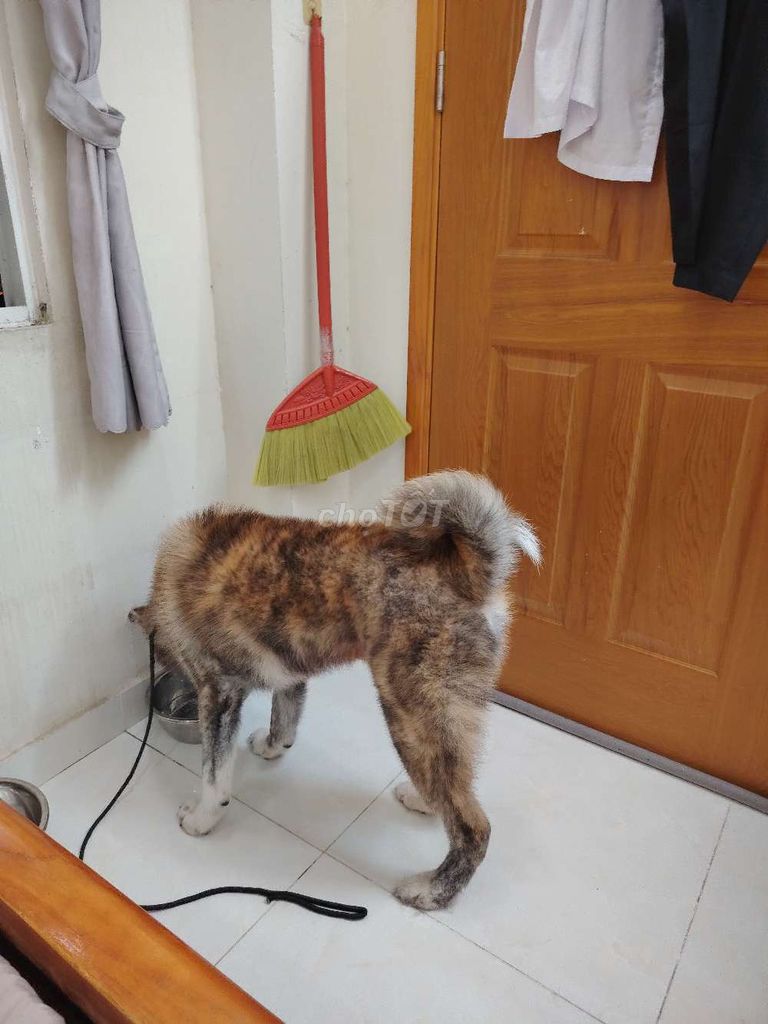 Chó Akita Inu Nâu trắng. Mua bán Chó tại Quận 3 Tp Hồ Chí Minh được đăng bởi Doongju hình 1