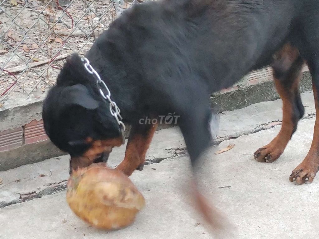 Chó Đực Giấy Vka. Mua bán Chó tại Huyện Bình Chánh Tp Hồ Chí Minh được đăng bởi Nhân Rottweiler  hình 4
