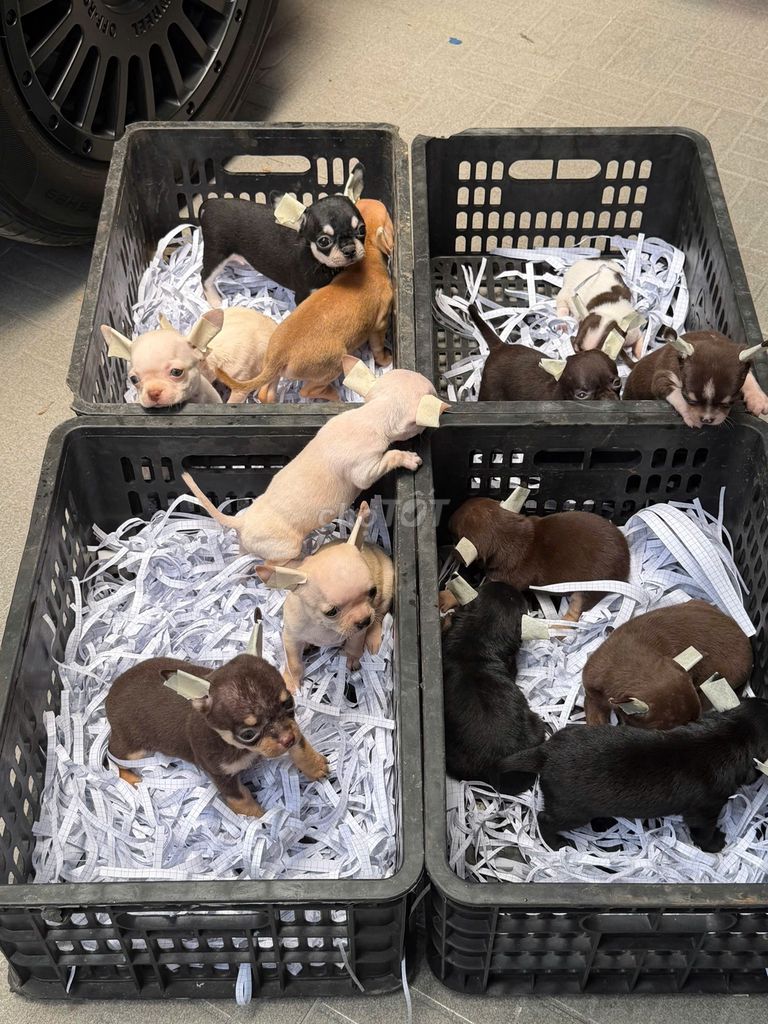 Chó Chihuahua cả hai giới nhiều màu. Mua bán Chó tại Thành phố Thủ Đức Tp Hồ Chí Minh được đăng bởi Tài Nhâm Pet hình 1