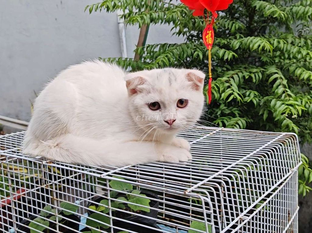 Mèo ALN cái 300-500k. Mua bán Mèo tại Thành phố Thuận An Bình Dương được đăng bởi Pam Lun hình 1