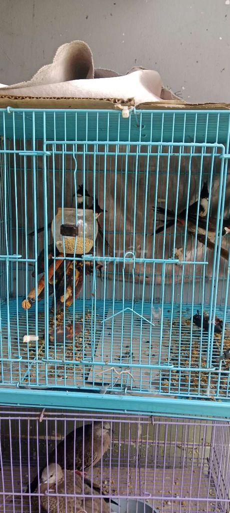 Chim chào mào 4 con. Mua bán Chim tại Quận Bình Tân Tp Hồ Chí Minh được đăng bởi tuấn  hình 1