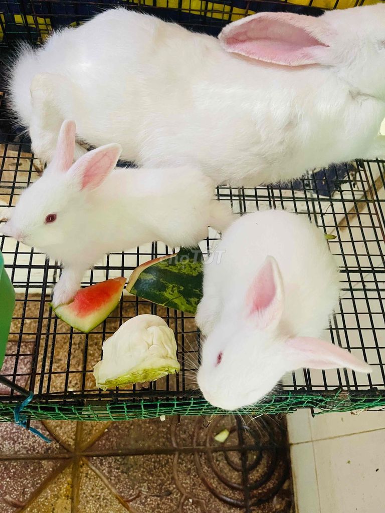 Thỏ Trắng con khỏe mạnh. Mua bán Thú cưng khác tại Thành phố Sóc Trăng Sóc Trăng được đăng bởi Dự Đức hình 1