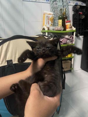 Mèo Ba Tư , ALN. Mua bán Mèo tại Huyện Bình Chánh Tp Hồ Chí Minh được đăng bởi Vũ Mạnh Tuấn