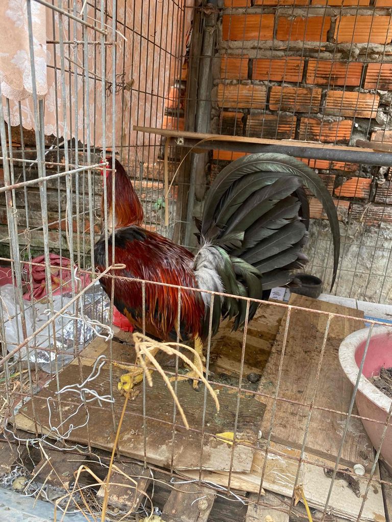 Gà nọc Đực 2.9kg Đỏ đen. Mua bán Gà tại Quận Cái Răng Cần Thơ được đăng bởi TRƯƠNG THÀNH hình 1