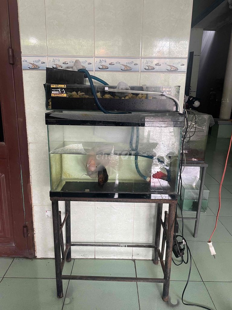 hồ kèm cá với lọc. Mua bán Thú cưng khác tại Huyện Củ Chi Tp Hồ Chí Minh được đăng bởi  QUỐC THÁI hình 1