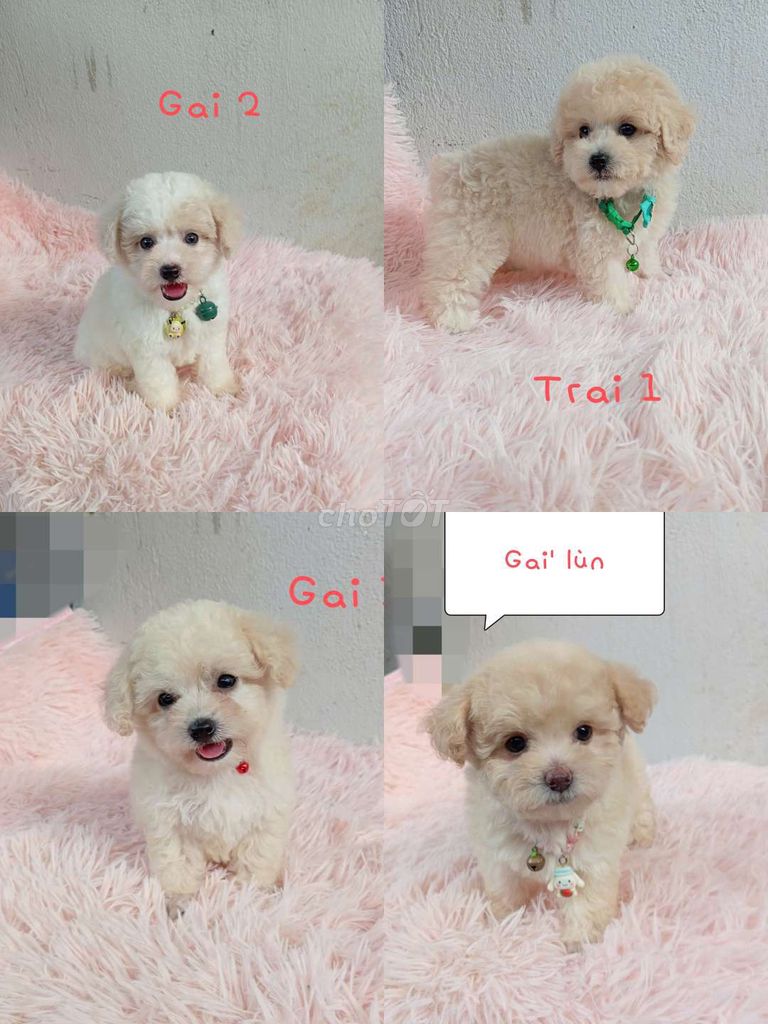 Chó Poodle Thuần chủng sạch xinh. Mua bán Chó tại Quận Bình Tân Tp Hồ Chí Minh được đăng bởi Gem hình 1