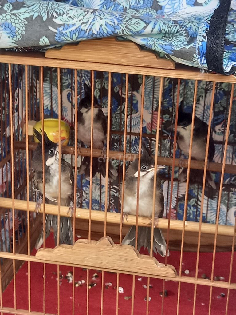 Chim chào mào non 2 con 1 lồng. Mua bán Chim tại Quận Thanh Khê Đà Nẵng được đăng bởi Quốc Tuấn hình 1