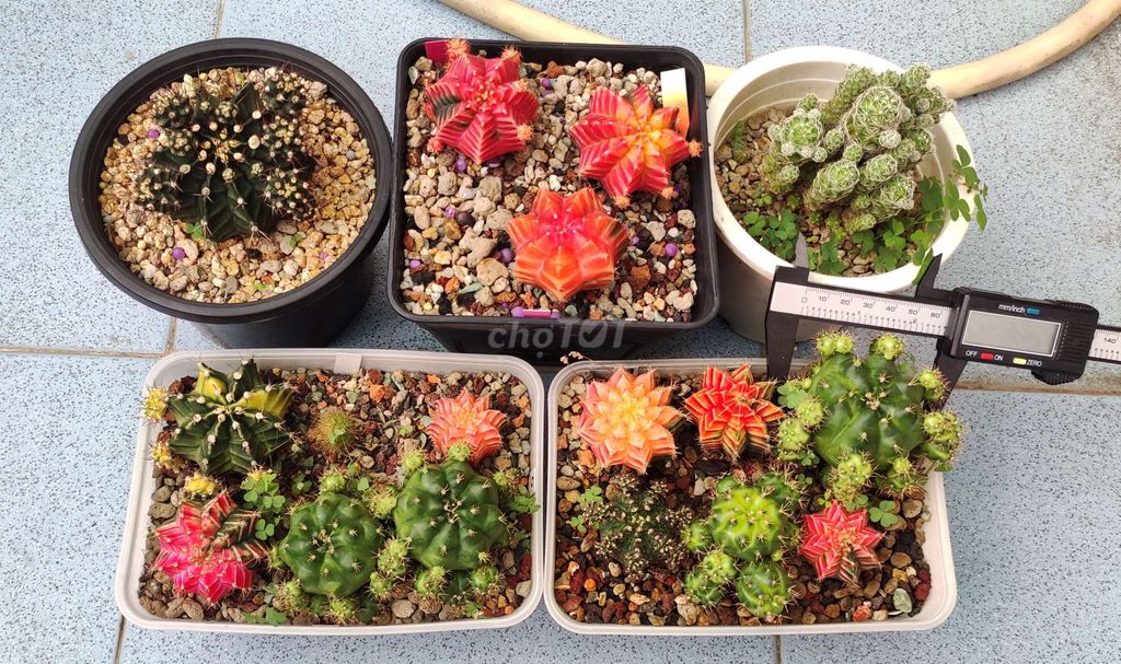 combo Xương rồng siêu nhiều. Mua bán Cây cảnh, đồ trang trí tại Quận Phú Nhuận Tp Hồ Chí Minh được đăng bởi huệ hình 1