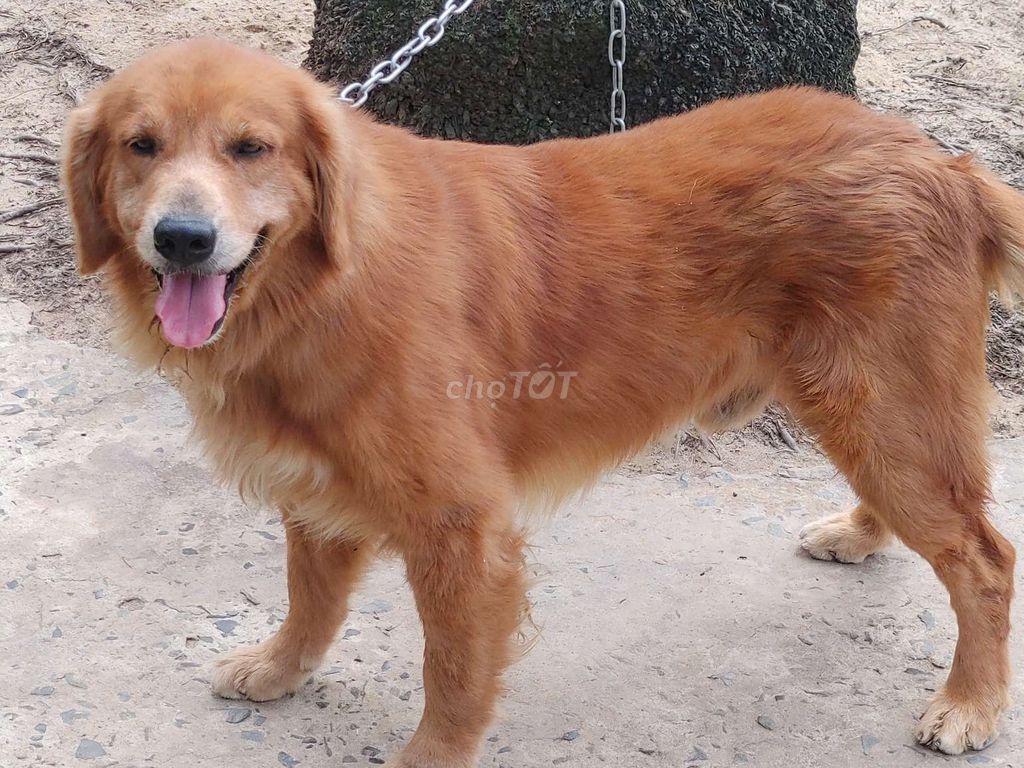 Chó Golden Retriever đực. Mua bán Chó tại Thành phố Vũng Tàu Bà Rịa - Vũng Tàu được đăng bởi Nhân Rottweiler  hình 2