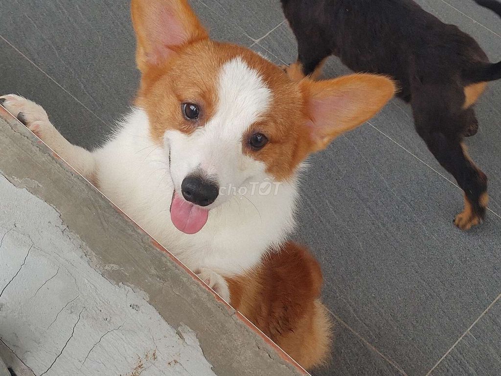 Corgi Đực Mập Thù Lù