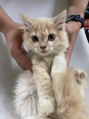 bán em anh lông dài thuần chủng. Mua bán Mèo tại Quận Bắc Từ Liêm Hà Nội được đăng bởi Ái Nhi