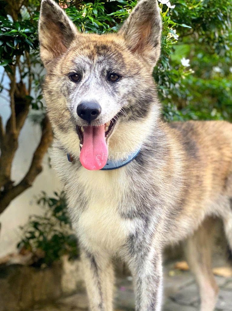 Chó Akita Inu Nhật Bản Vàng, trắng, xám. Mua bán Chó tại Quận 7 Tp Hồ Chí Minh được đăng bởi Ngân Anh hình 1