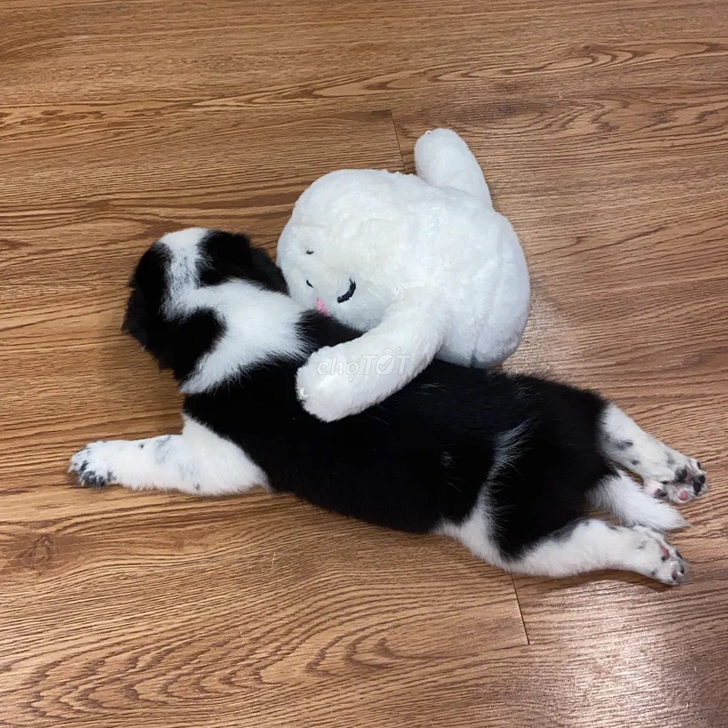 Bán chó con Corgi lai chó Nhật. Mua bán Chó tại Quận 11 Tp Hồ Chí Minh được đăng bởi Nguyễn Lâm Thúy Duy hình 1