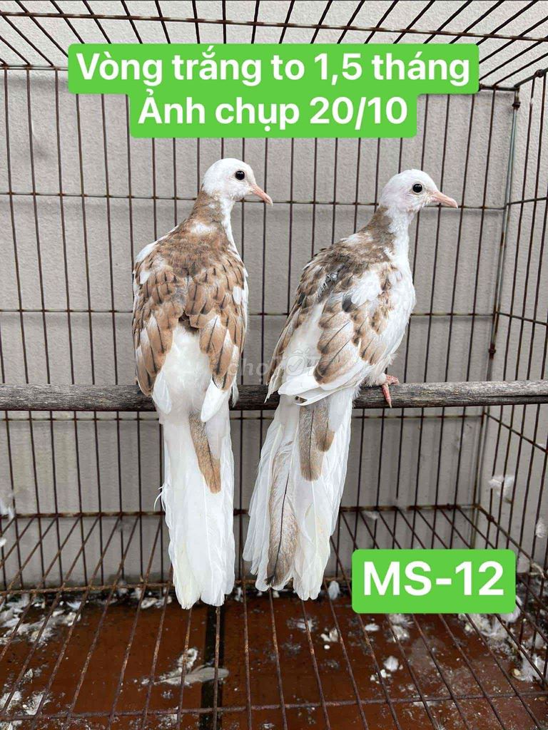 cu gáy thái. Mua bán Chim tại Quận Hoàng Mai Hà Nội được đăng bởi Hùng hình 2