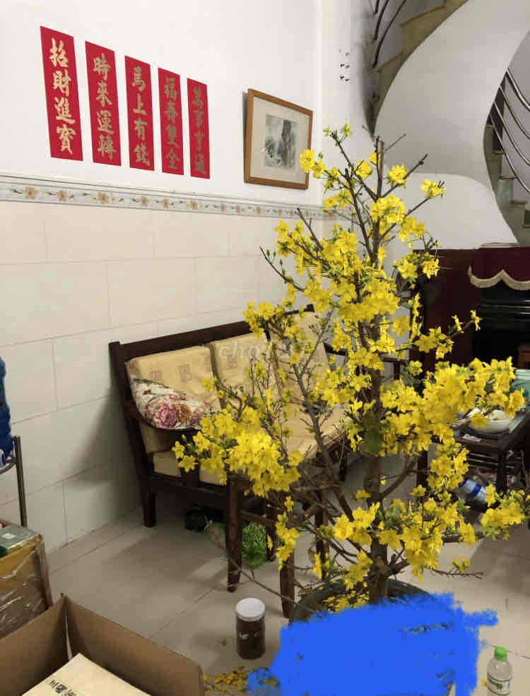 Bán cây Mai trong hình .. Mua bán Cây cảnh, đồ trang trí tại Quận Bình Tân Tp Hồ Chí Minh được đăng bởi Gia Phú hình 1