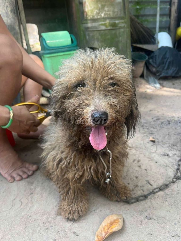 Chó Poodle lai Nâu đã tiêm phòng. Mua bán Chó tại Huyện Bàu Bàng Bình Dương được đăng bởi Lan Tỷ Tỷ hình 1