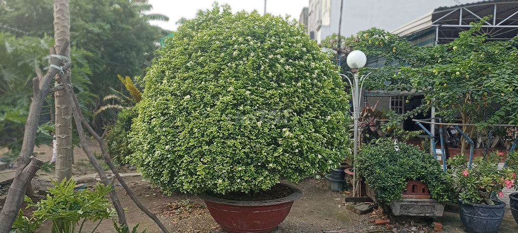 Cây nguyệt quế lâu năm. Mua bán Cây cảnh, đồ trang trí tại Thành phố Dĩ An Bình Dương được đăng bởi phát  hình 1
