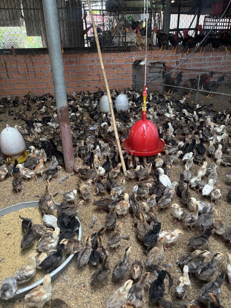 Gà ta giống. Mua bán Gà tại Thành phố Thủ Dầu Một Bình Dương được đăng bởi khoa nguyen hình 1